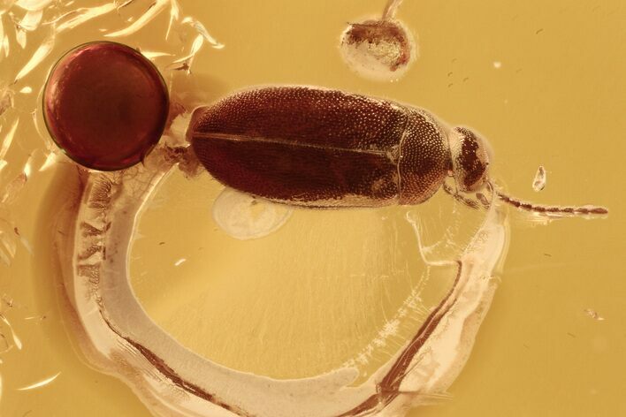 Detailed Fossil False Flower Beetle (Scraptiidae) in Baltic Amber #288626